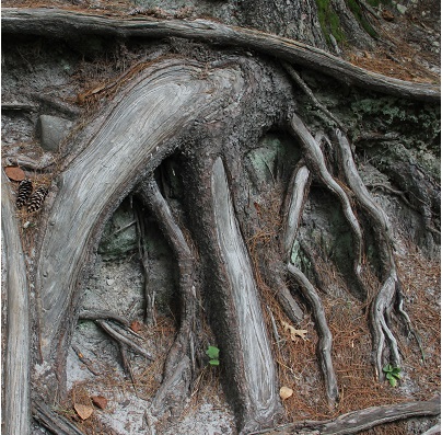 tree_roots.jpg